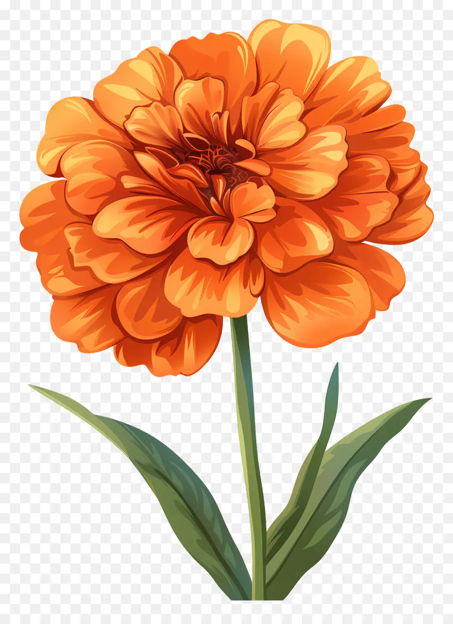 Jeruk Marigold，Bunga PNG