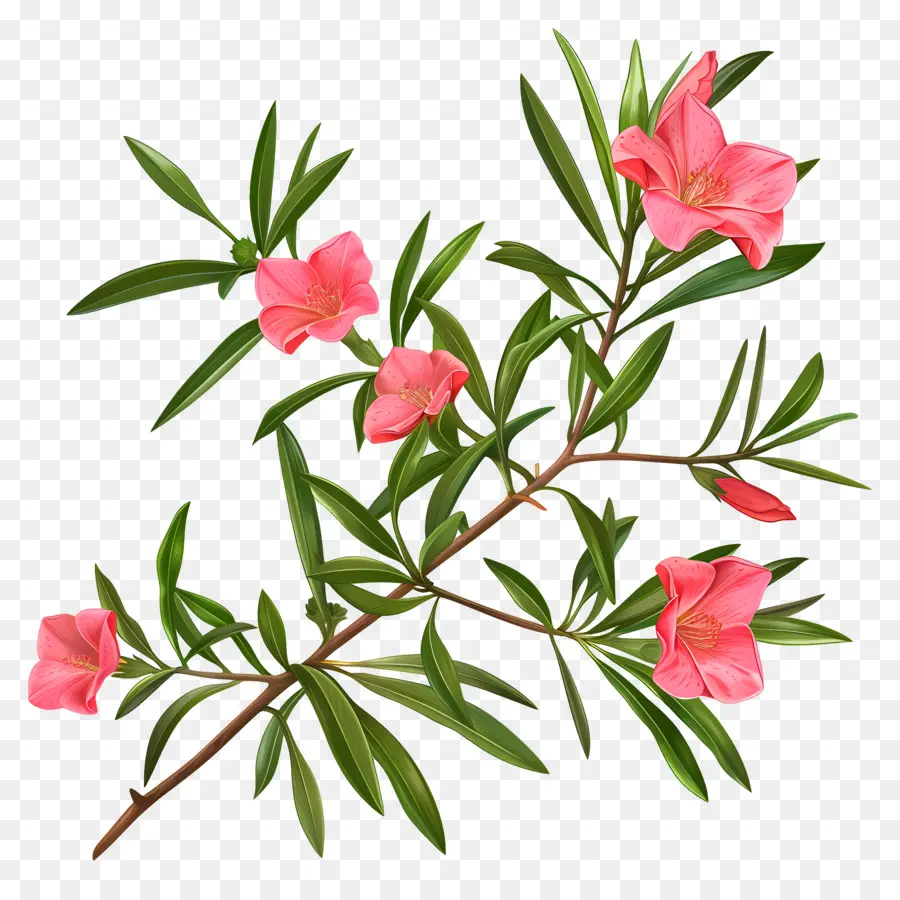 Oleander，Semak Semak Berbunga PNG