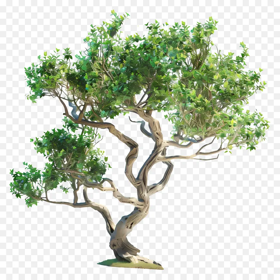 Pohon Kecil，Pohon Bonsai PNG