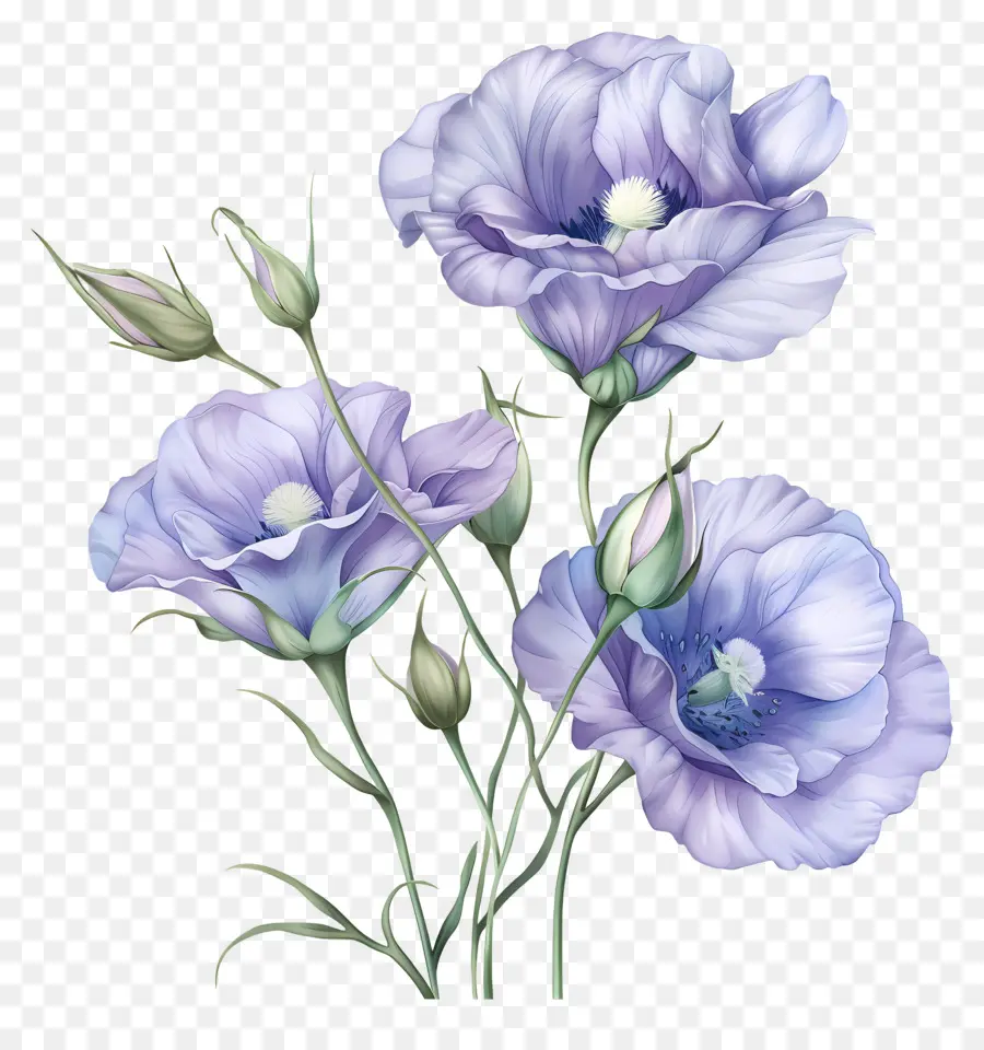 Bunga Eustoma，Bunga Bunga Biru PNG