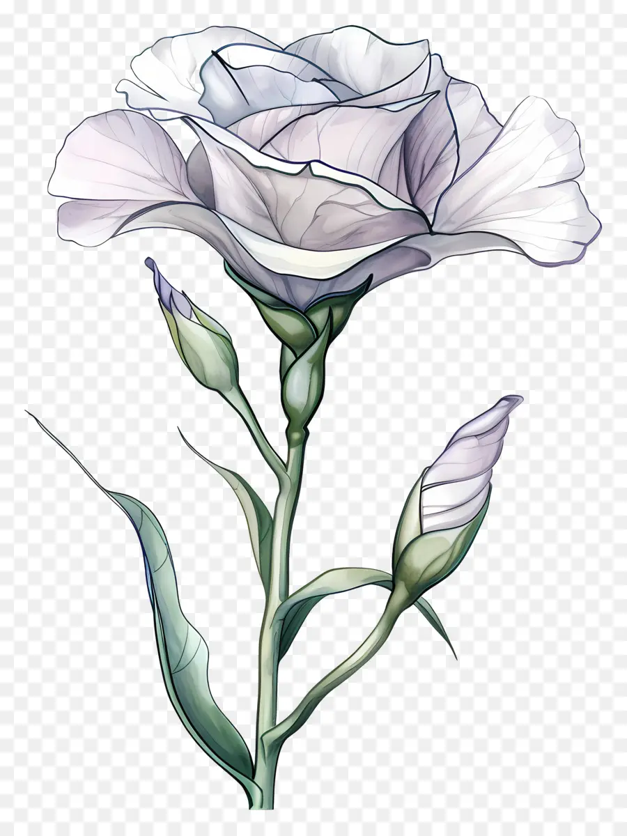 Bunga Lisianthus，Mawar Putih PNG