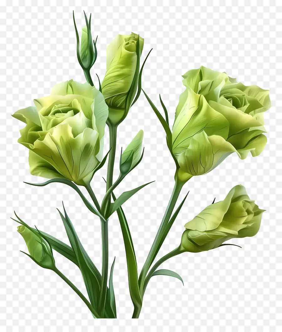 Bunga Lisianthus Hijau，Bunga Hijau PNG