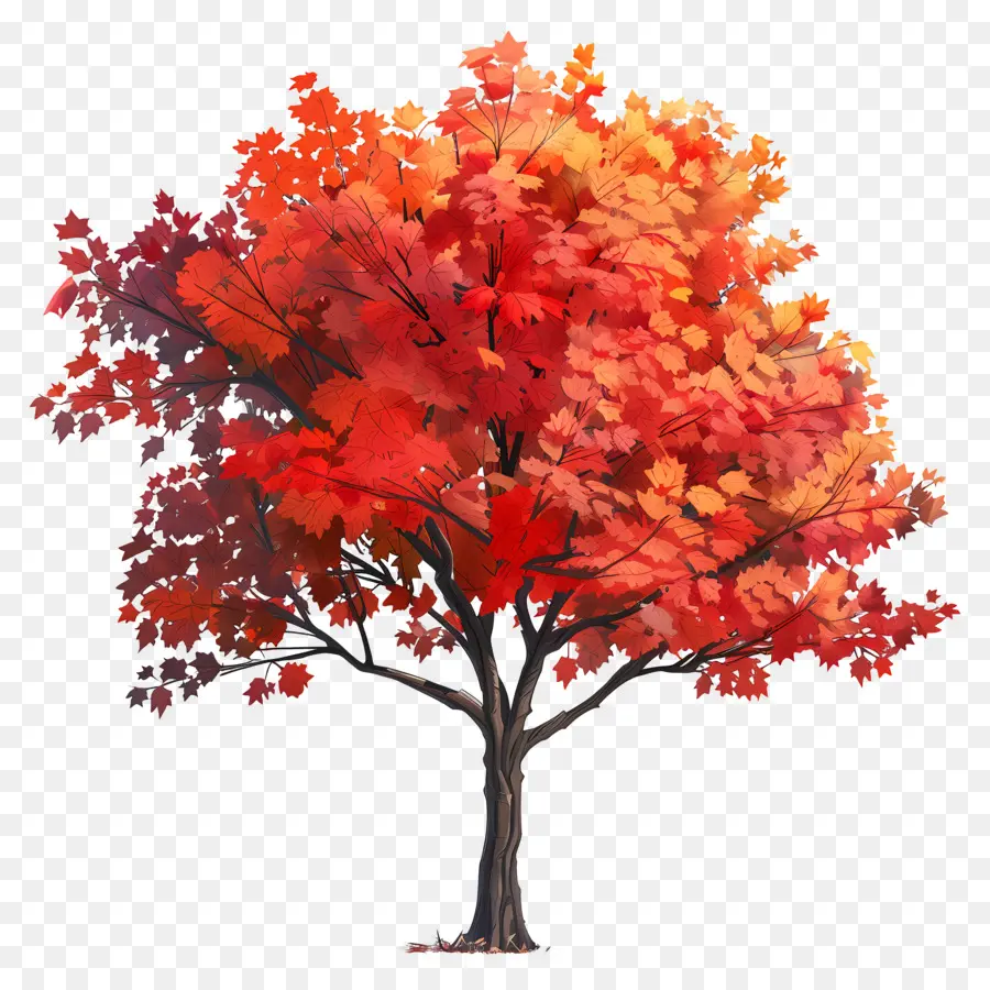 Pohon Maple，Daun Merah PNG