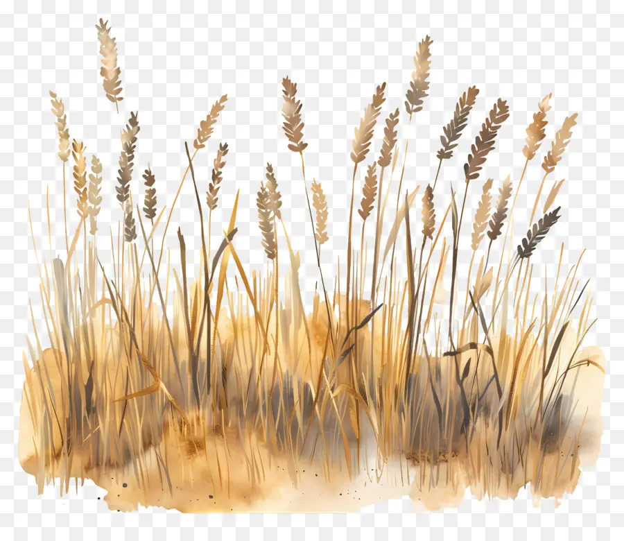 Ladang Gandum，Lukisan Cat Air PNG