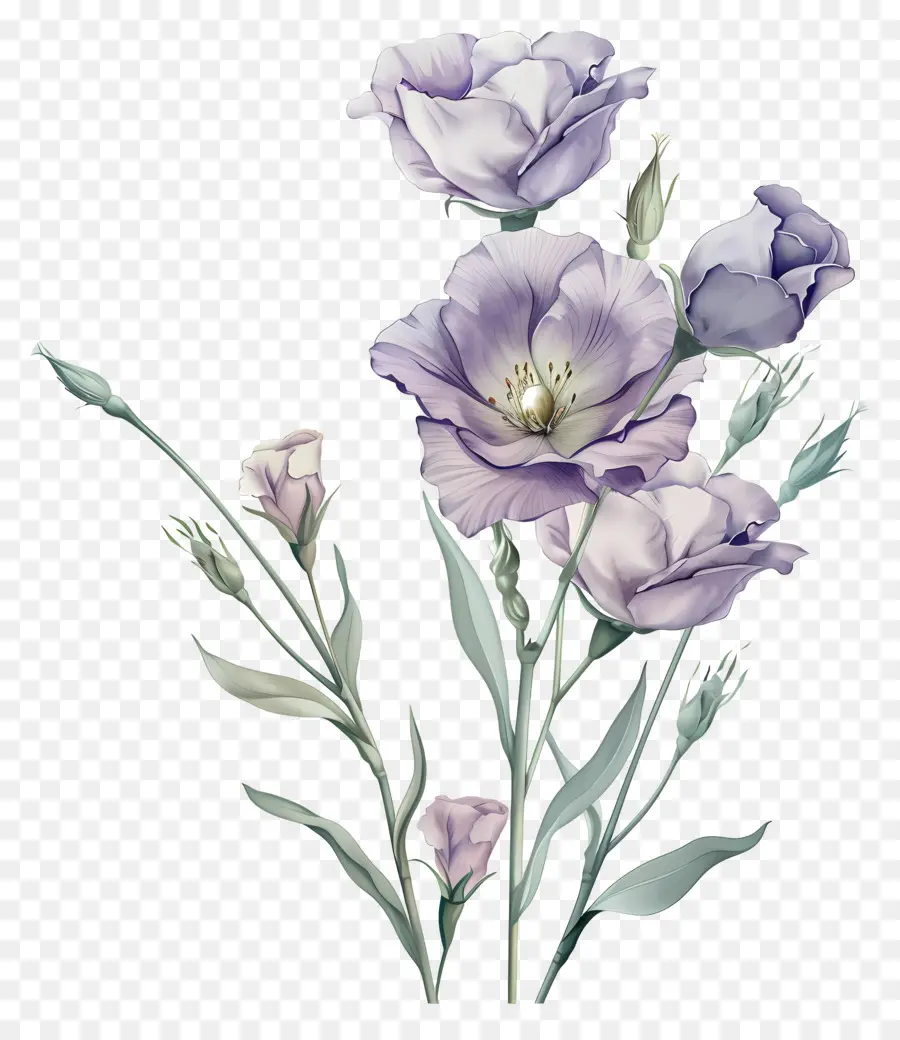Bunga Eustoma，Lilac PNG