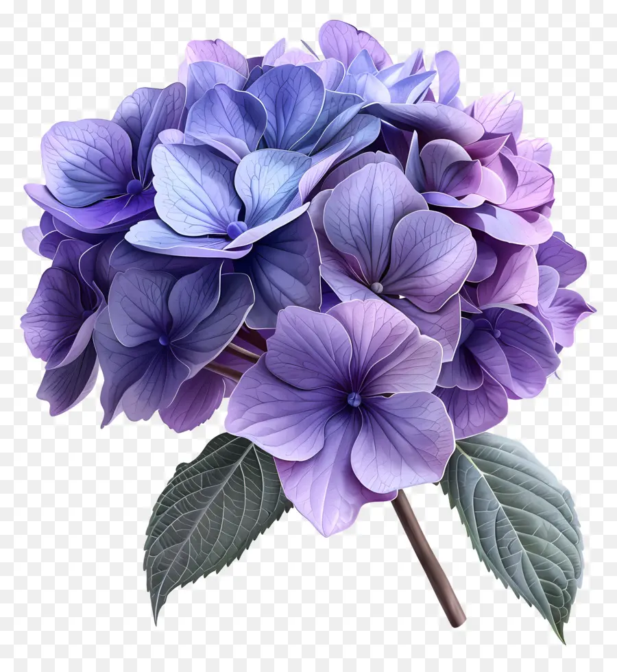 Hydrangea Ungu，Bunga Hortensia PNG