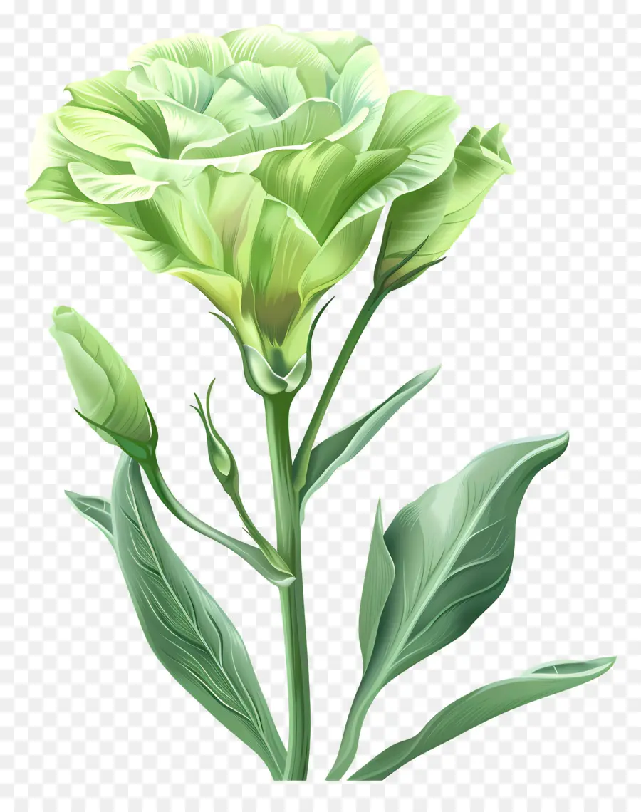 Bunga Lisianthus Hijau，Bunga Hijau PNG