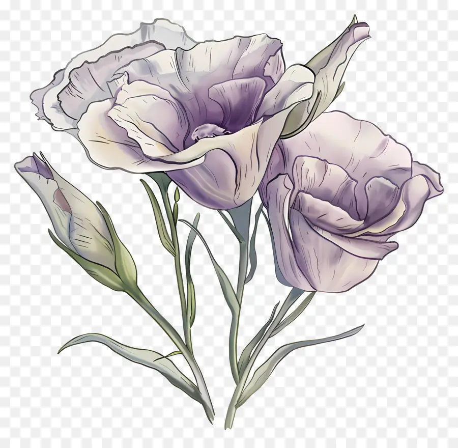 Bunga Lisianthus，Bunga PNG