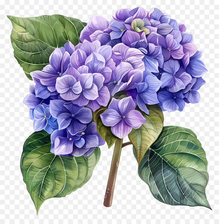 Hydrangea Ungu，Bunga Hortensia PNG