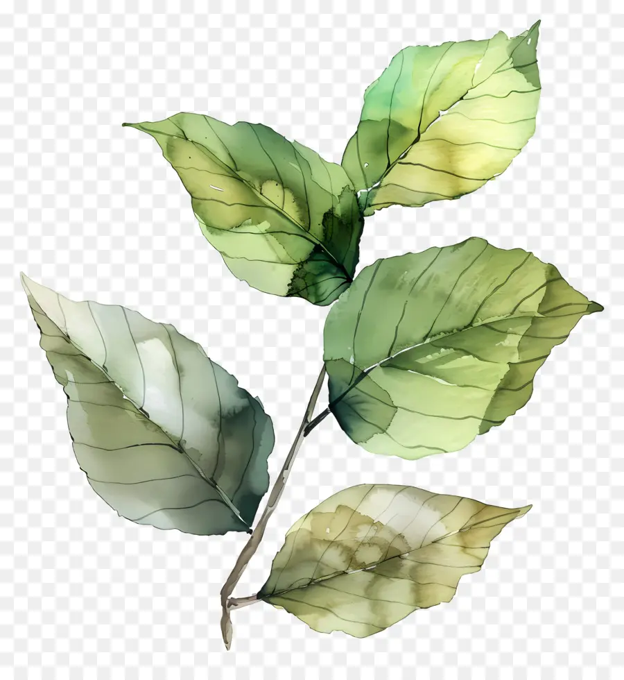 Daun Cat Air，Daun Hijau PNG