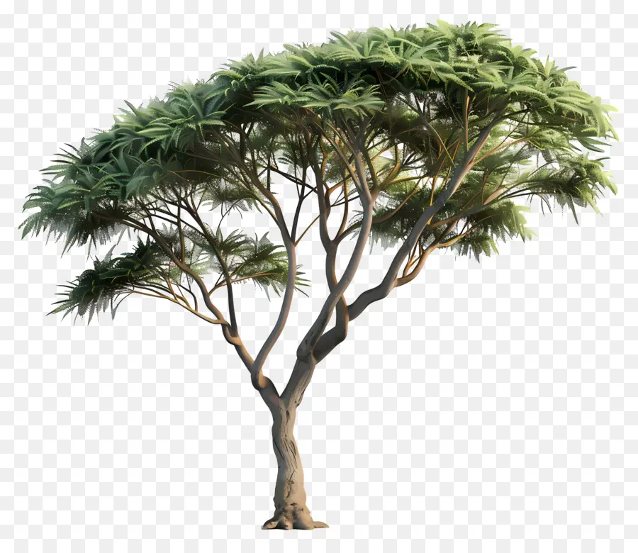 Pohon Akasia，Pohon Bersandar PNG