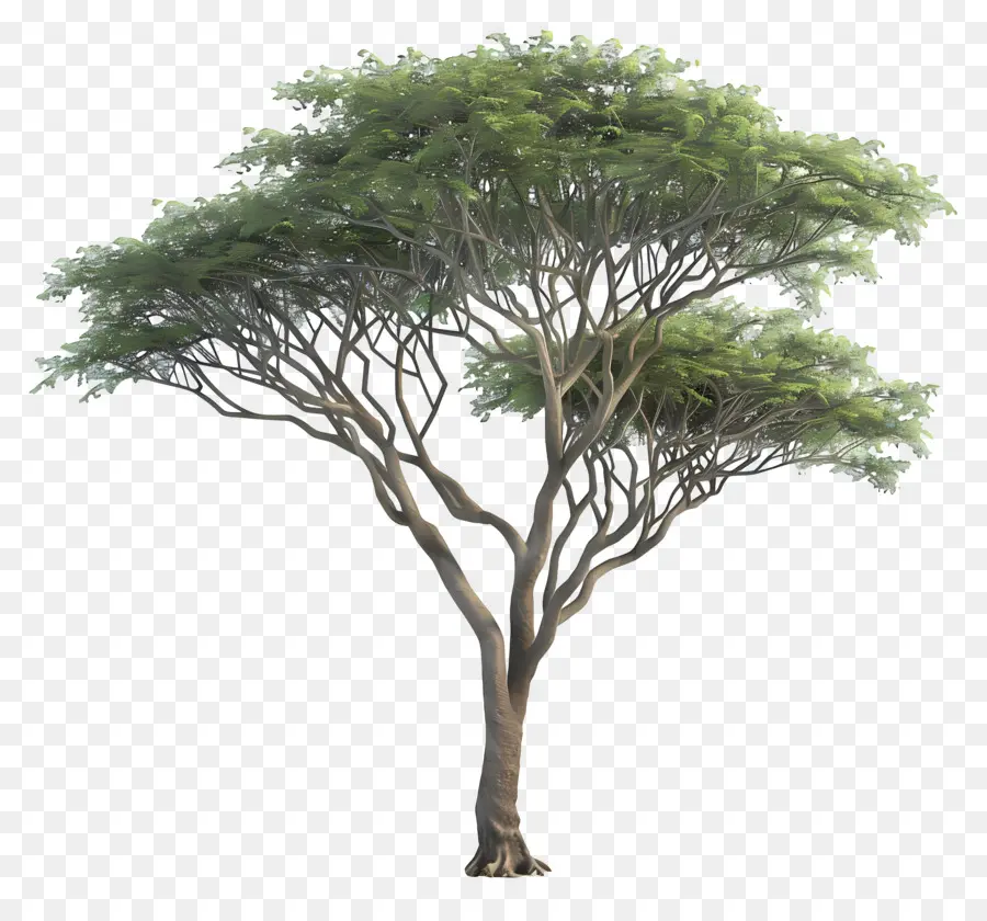 Pohon Akasia，Pohon PNG