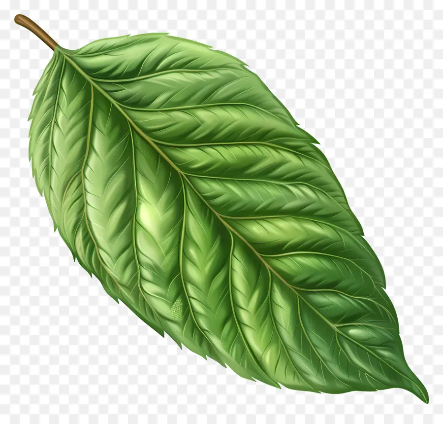 Clipart Daun Hijau，Hijau Daun PNG