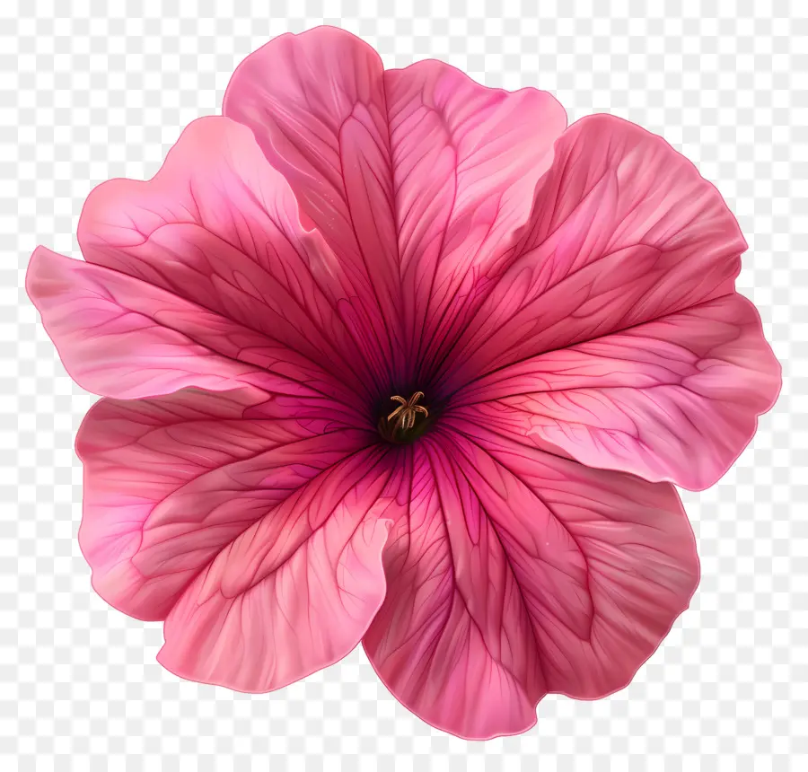 Bunga Petunia，Bunga Merah Muda PNG