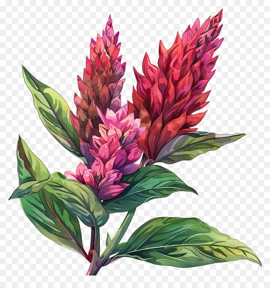 Bunga Celosia，Cat Air Ilustrasi PNG