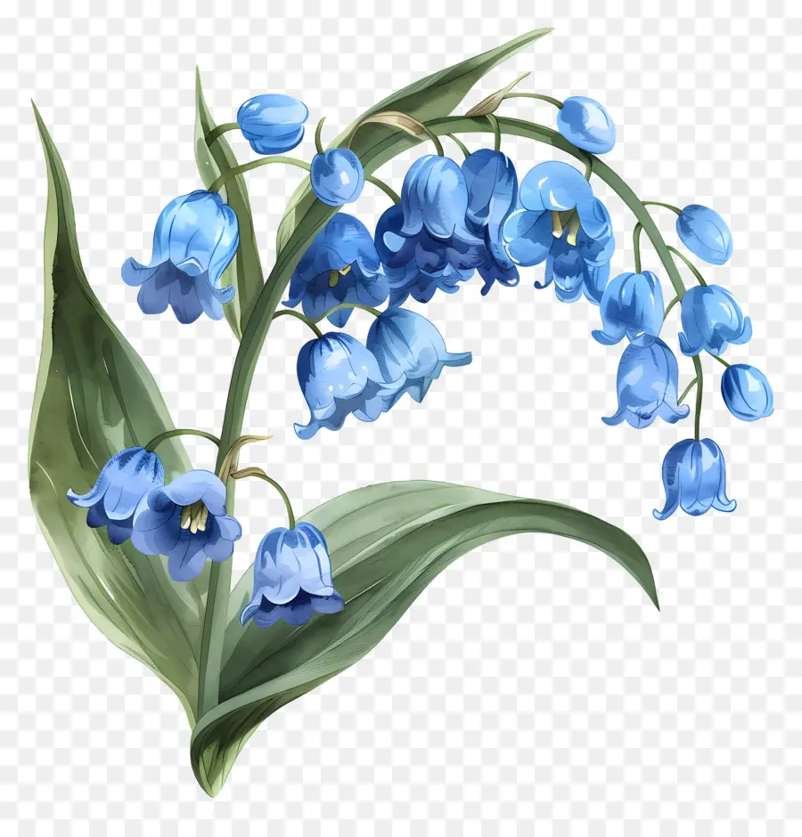 Blue Lily Of The Valley，Biru Bunga Lili PNG
