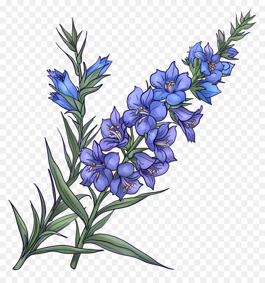 Bunga Larkspur，Bunga Biru PNG