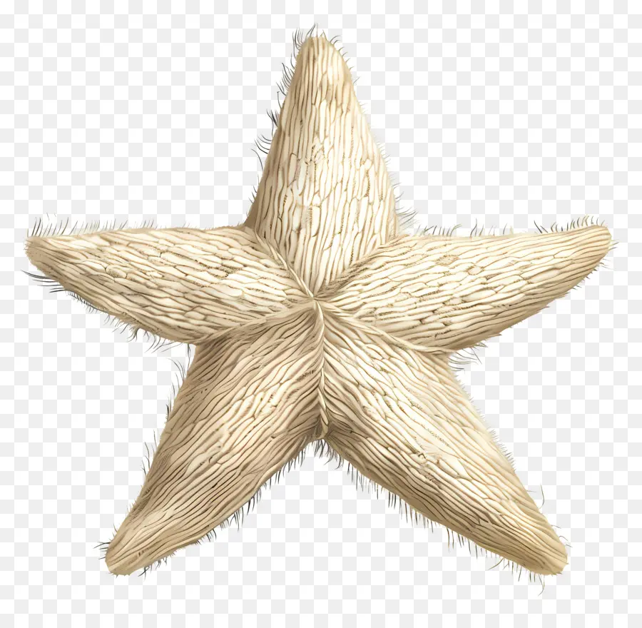 Bintang，Bintang Laut PNG
