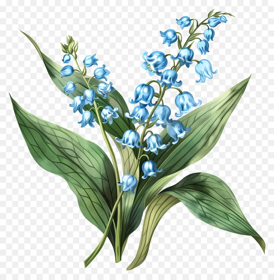 Blue Lily Of The Valley，Bunga Biru Dan Putih PNG