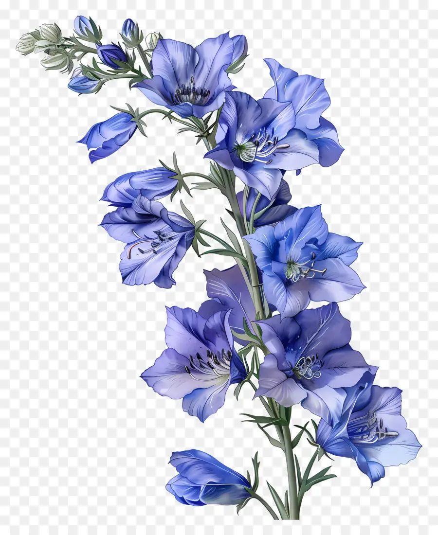 Bunga Larkspur，Bunga Biru PNG