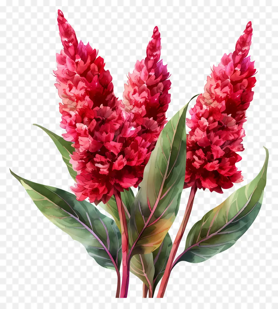 Bunga Celosia，Bunga Bunga Merah PNG
