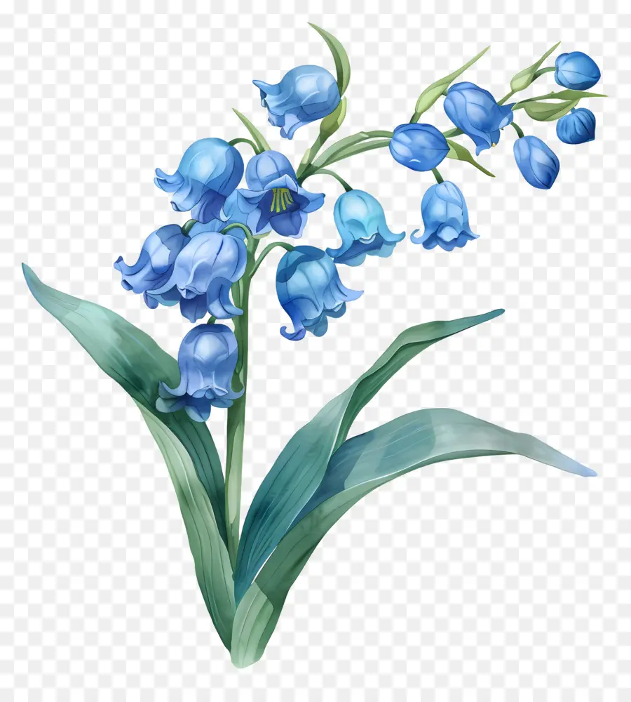 Blue Lily Of The Valley，Biru Gondok PNG