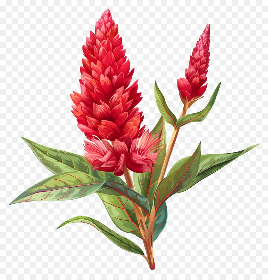 Bunga Celosia，Bunga Merah PNG