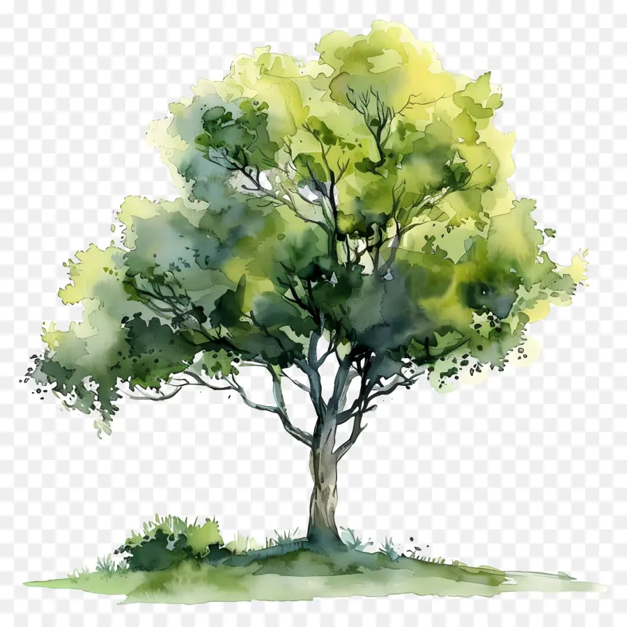 Rencana Pohon Cat Air，Lukisan Pohon PNG
