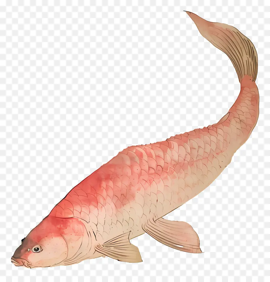 Ikan Kolam，Ikan PNG