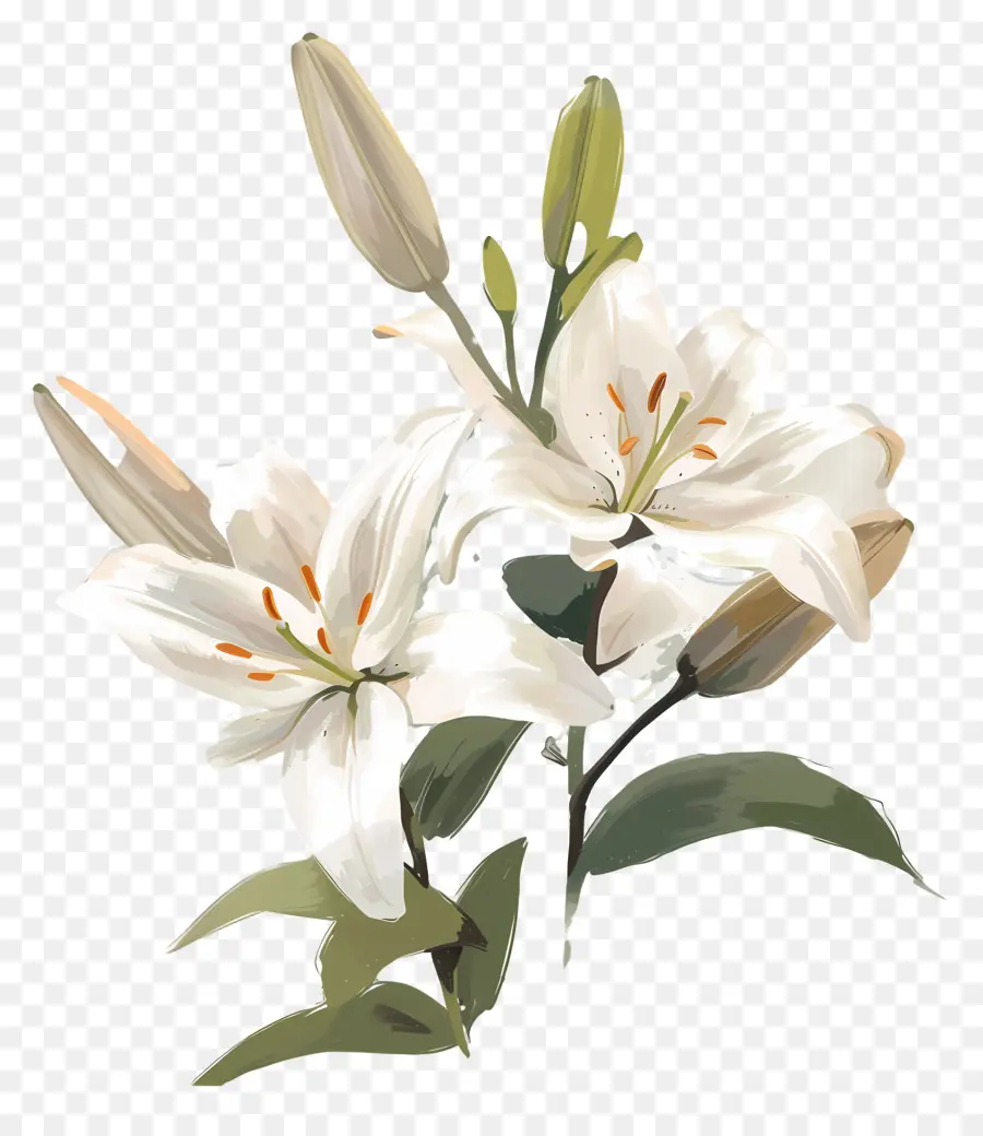 Lily Putih，Bunga Lily PNG