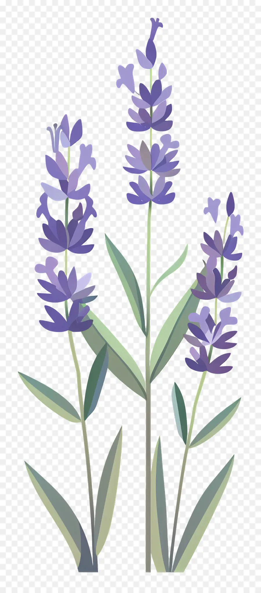 Tanaman Lavender，Lavender PNG