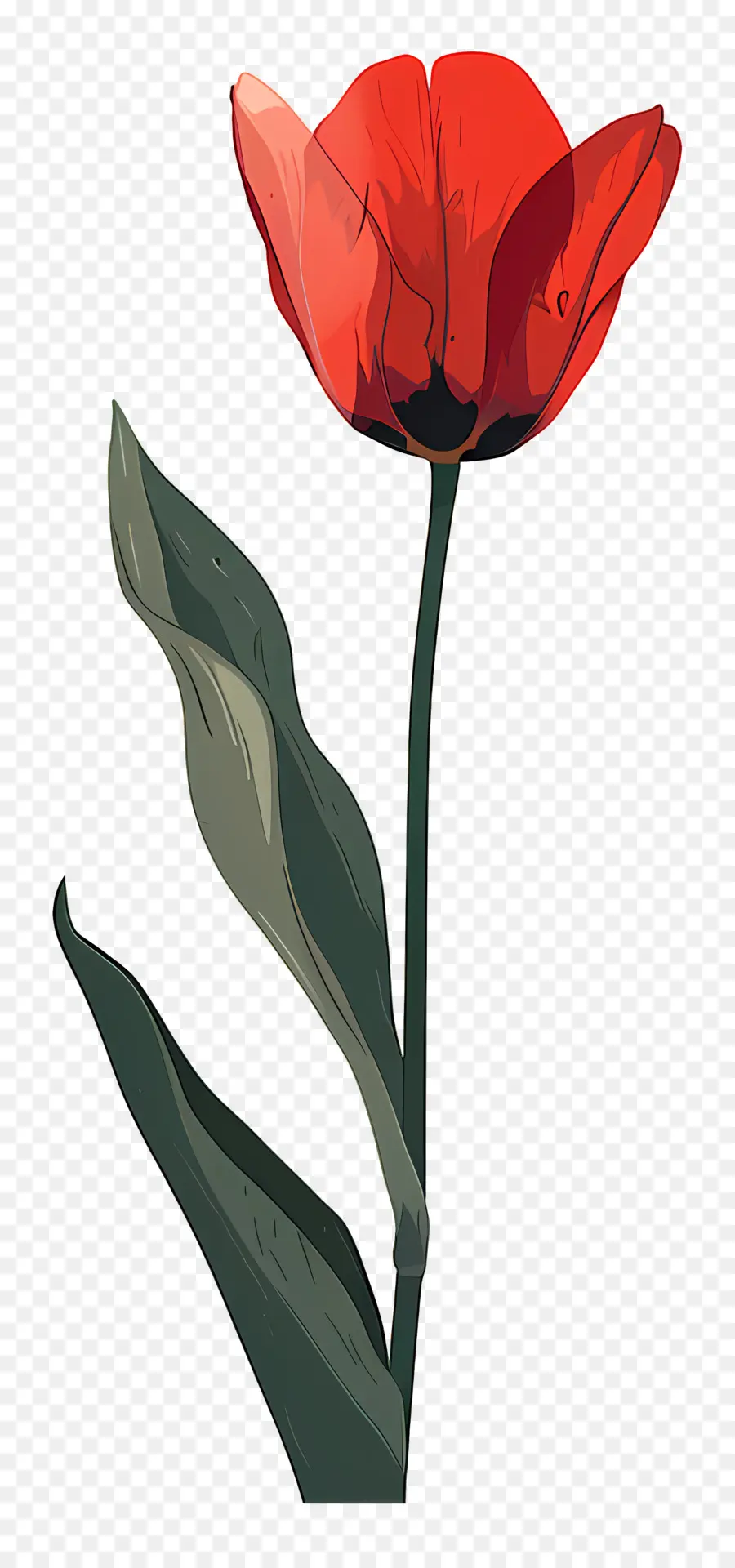 Tulip，Poppy Bunga PNG