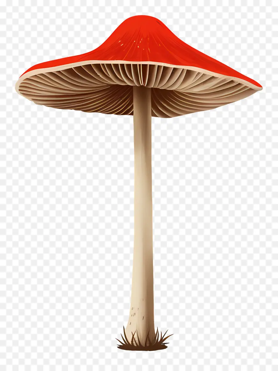 Jamur，Topi Merah PNG