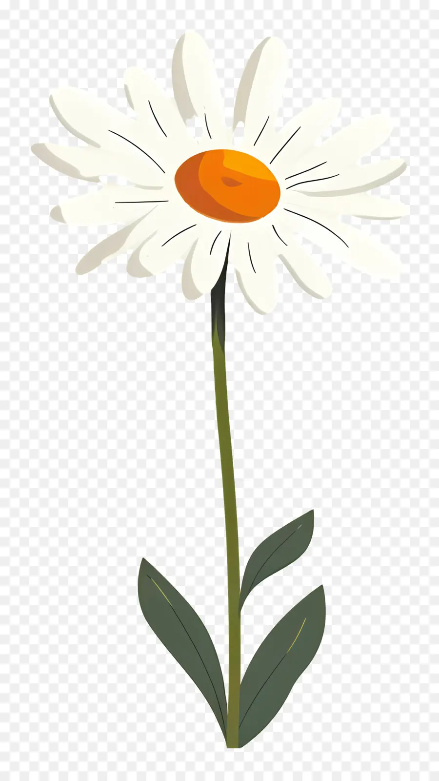 Daisy，Bunga Putih PNG