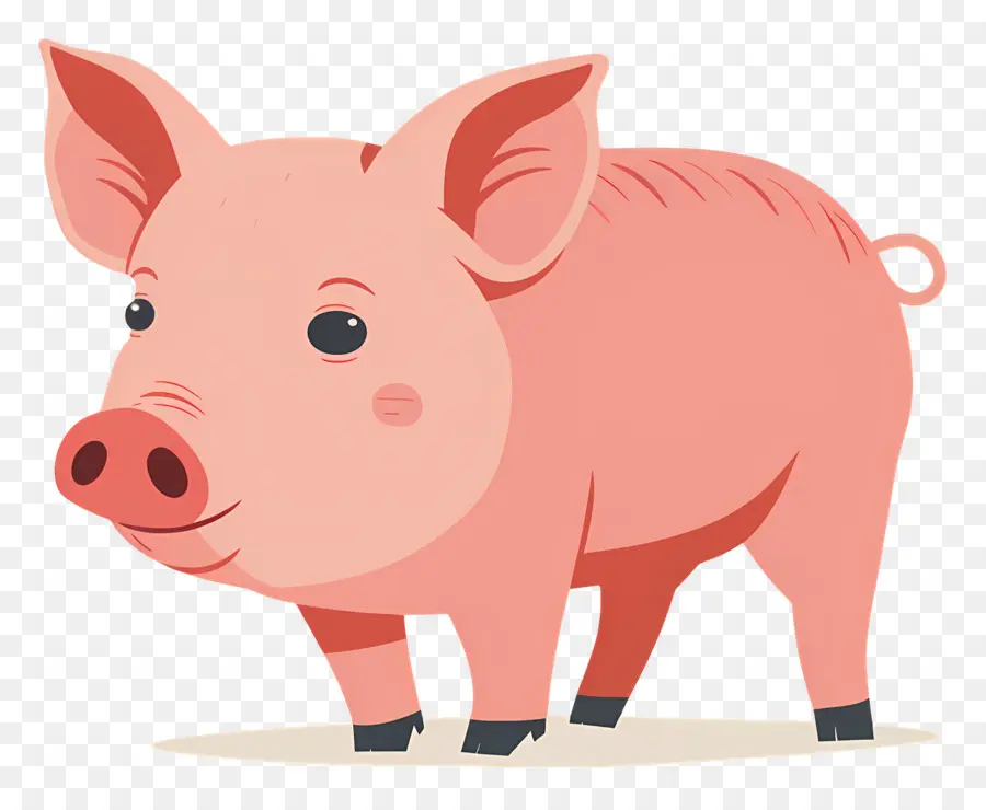 Babi，Babi Lucu PNG