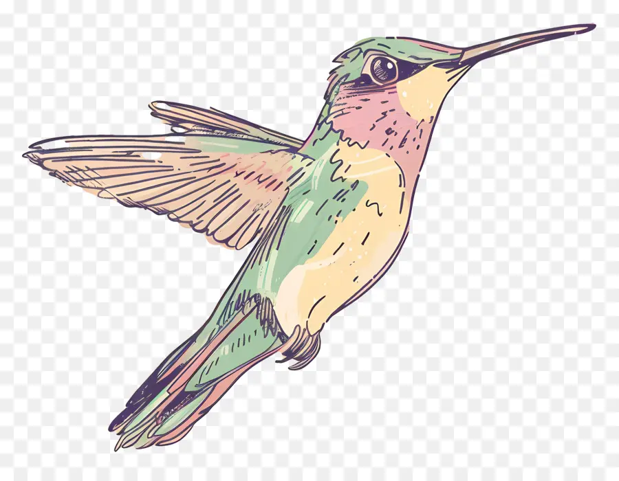 Hummingbird，Burung PNG