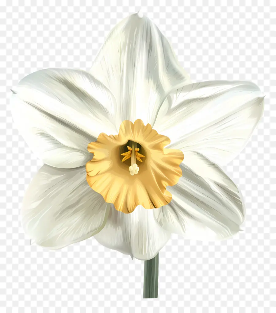 Bunga Bakung，Bunga Putih PNG