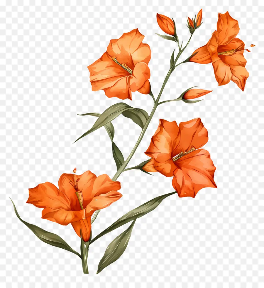 Orange Sandersonia，Bunga Oranye PNG