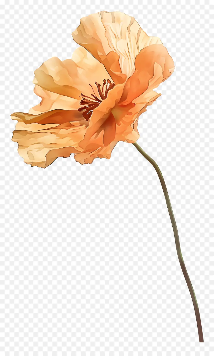 Bunga Poppy Oranye，Poppy Bunga PNG