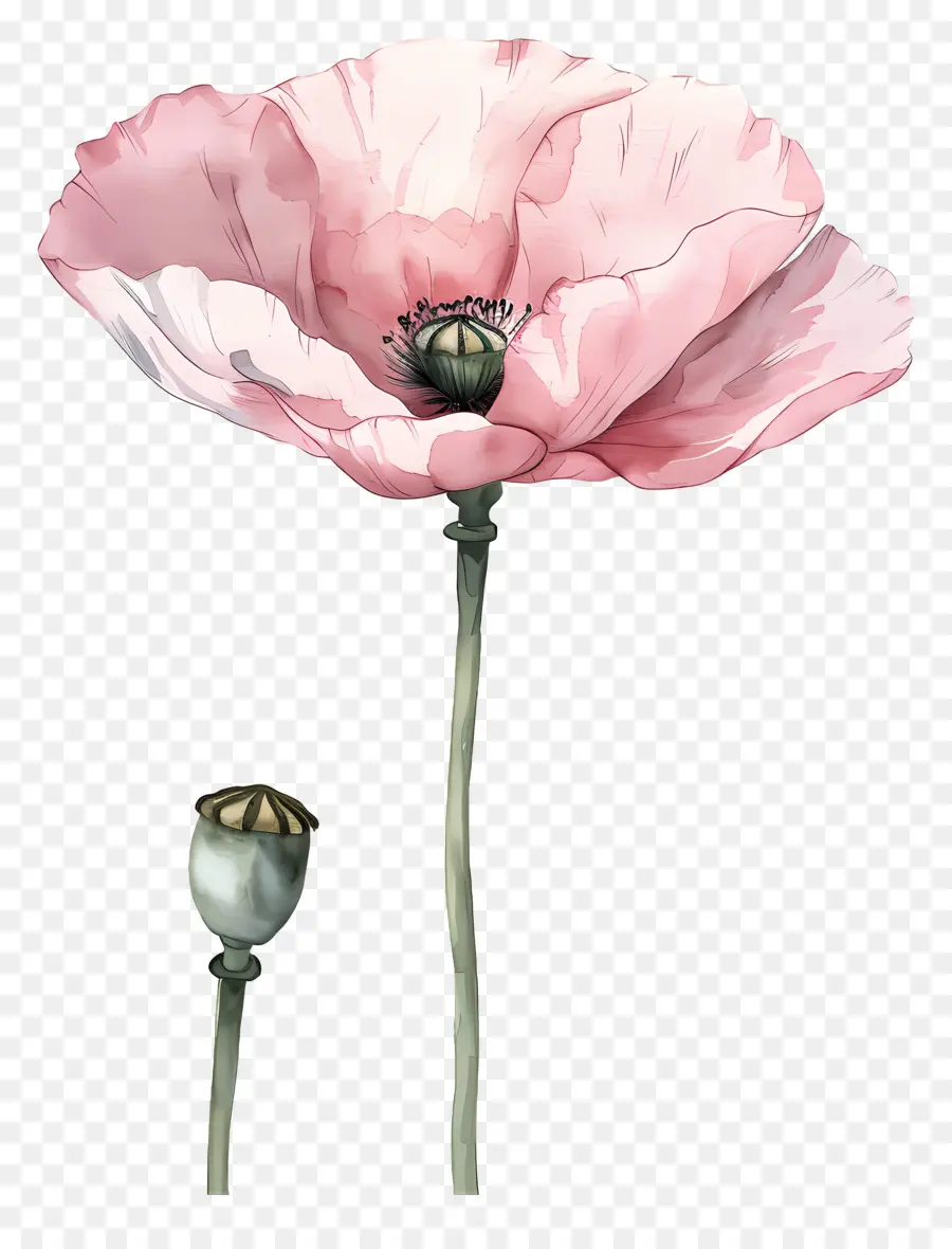 Bunga Poppy Merah Muda，Bunga Liar PNG