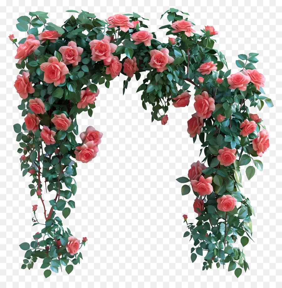 Mawar Taman，Gapura Bunga PNG