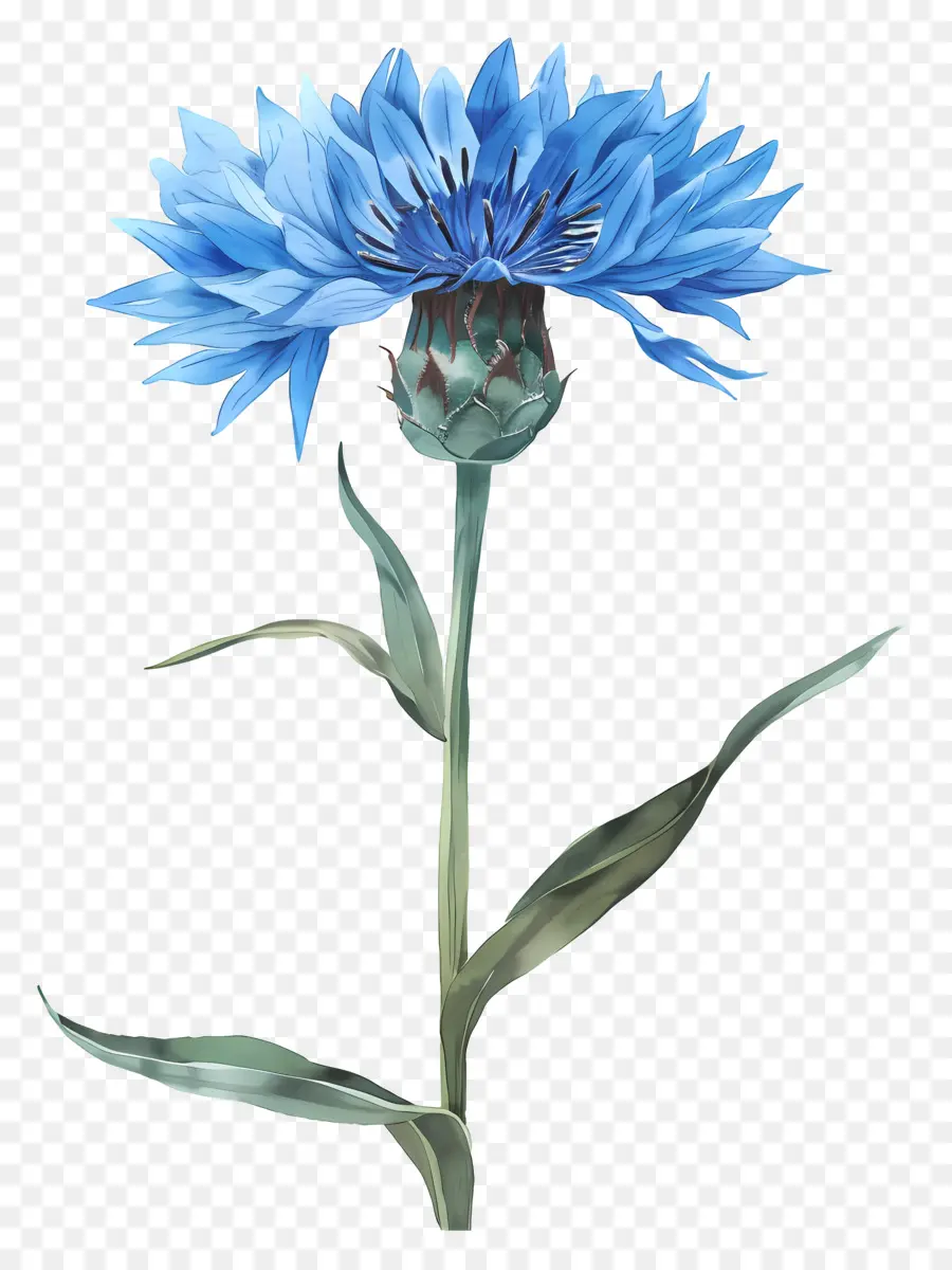 Bunga Jagung Biru，Bunga Bunga Biru PNG