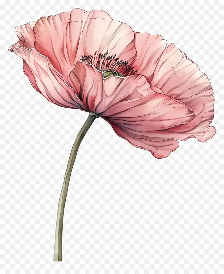 Bunga Poppy Merah Muda，Menggambar Cat Air PNG