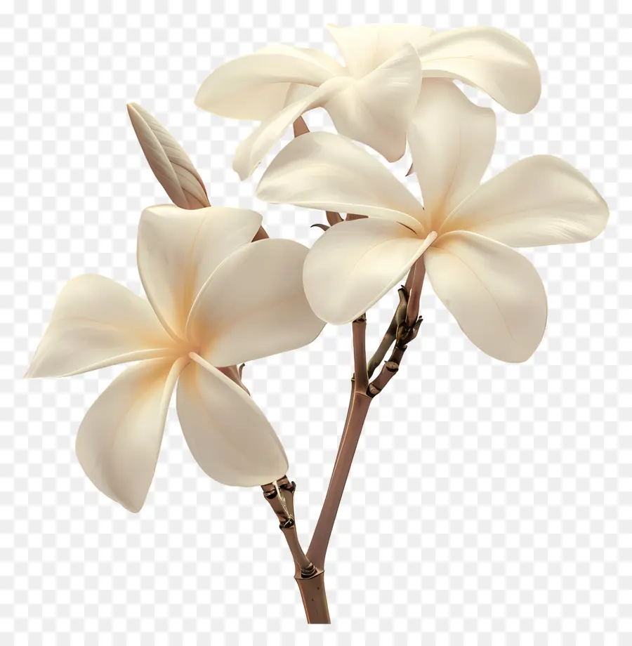 Plumeria Putih，Bunga Plumeria PNG