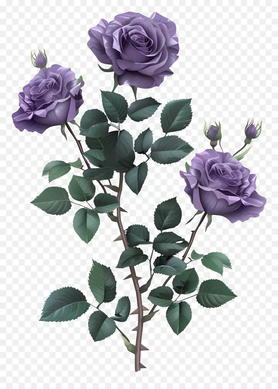 Mawar Taman，Ungu Rose Bouquet PNG