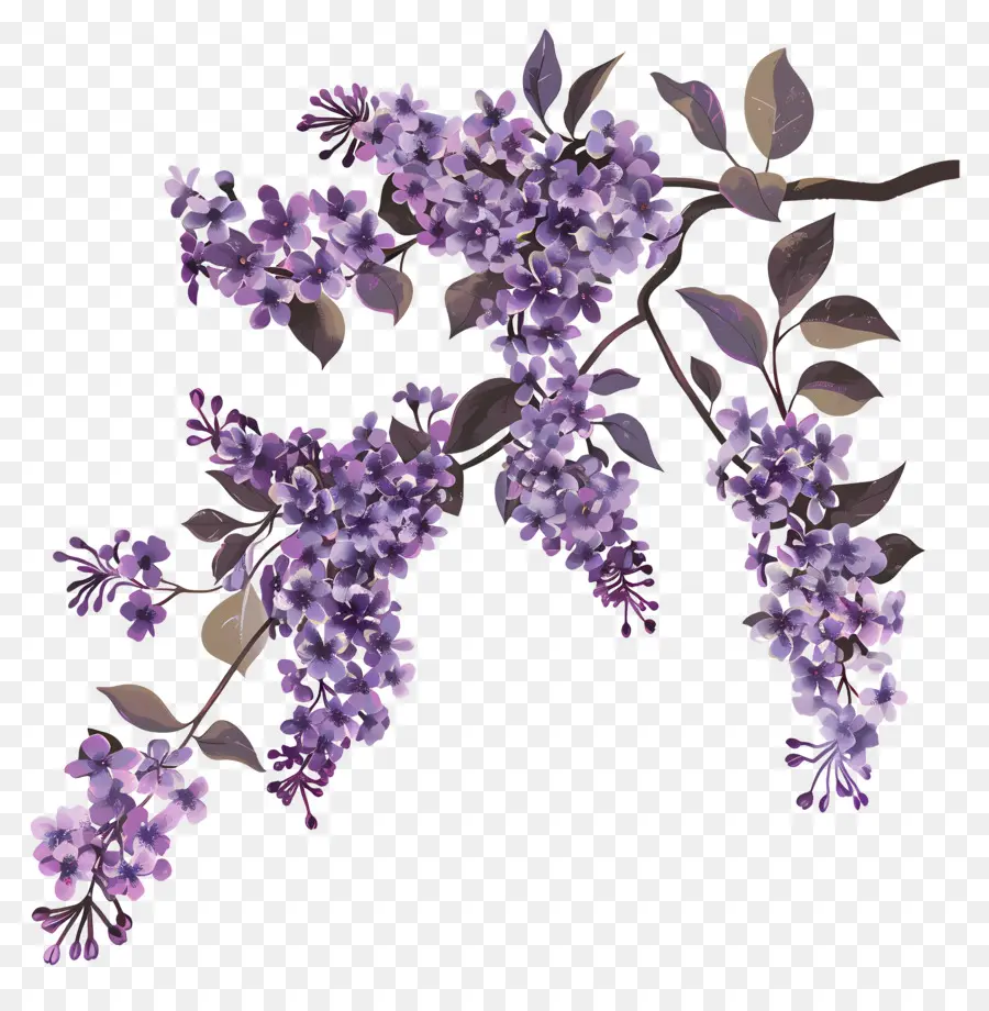 Bunga Ungu，Ungu Lilac PNG