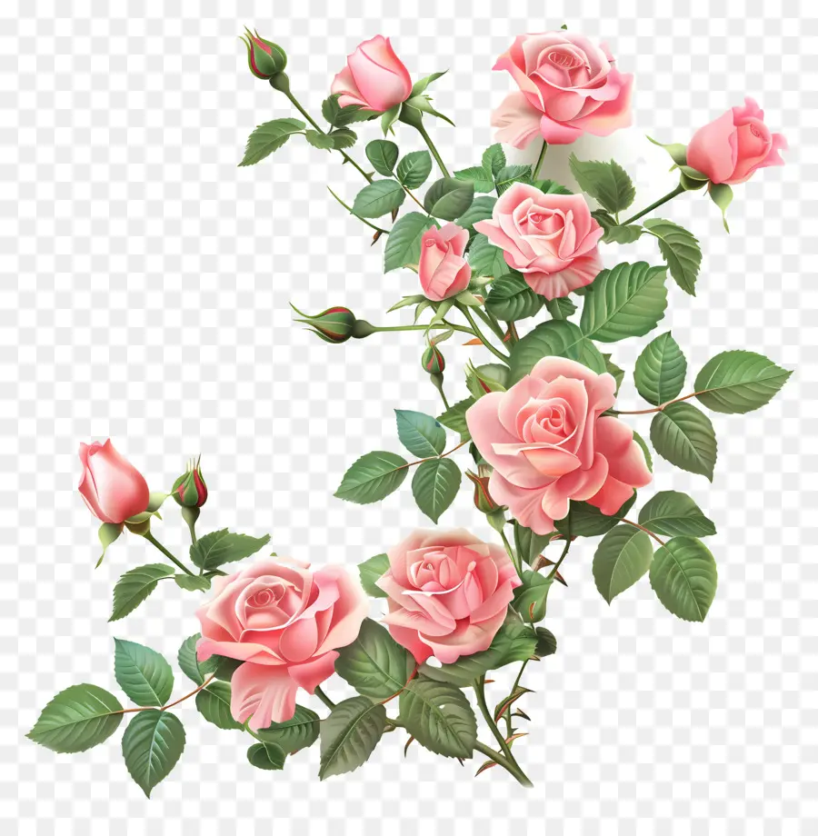 Mawar Taman，Mawar Merah Muda PNG
