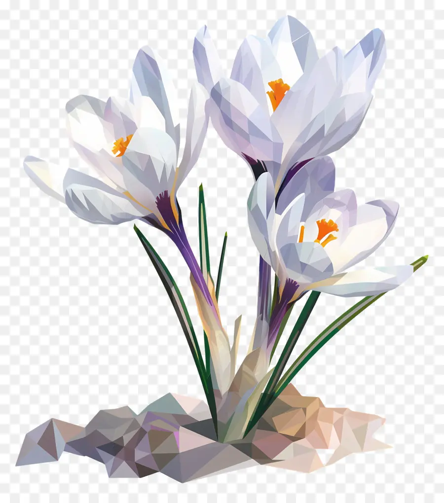 Digital Bunga，Crocus Putih PNG