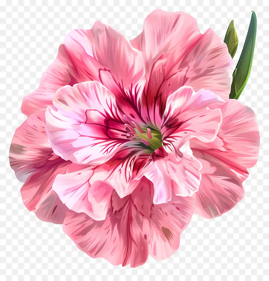 Seni Bunga Digital，Bunga Merah Muda PNG