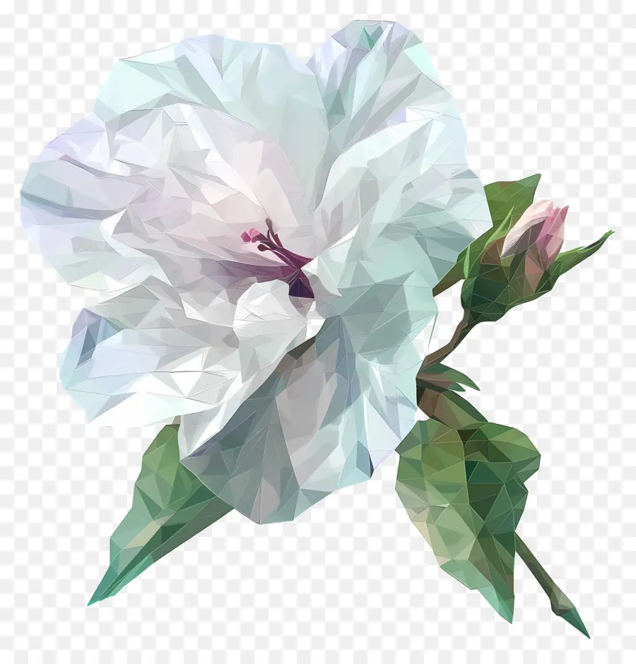 Seni Bunga Digital，Kembang Sepatu Putih PNG